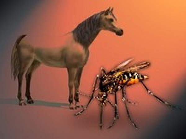 https://suscaballos.com/Remedios caseros anti-mosquitos para tu caballo