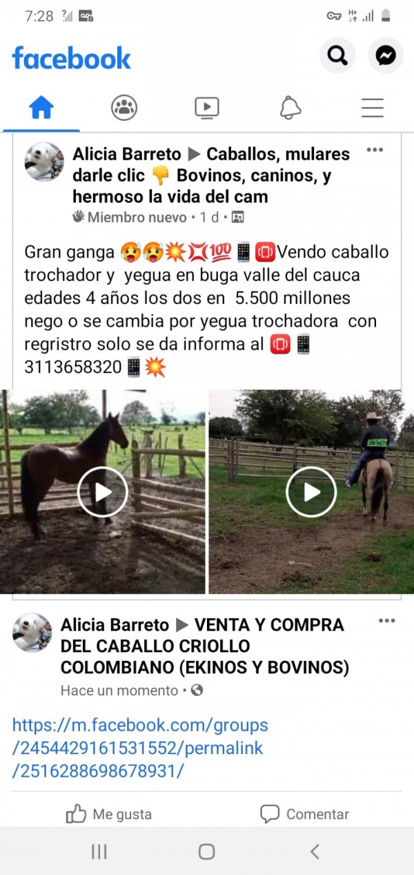 https://suscaballos.com/Venta de caballo y yegua trochadora